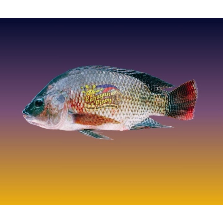Black Nile Tilapia - 160/kg